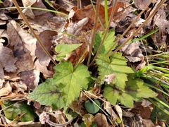 Tiarella austrina