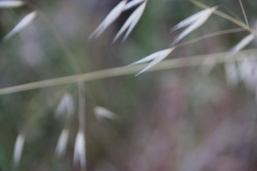 iNaturalist observation photo of Oats