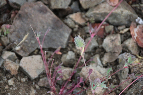 iNaturalist observation photo of Rancheria clover
