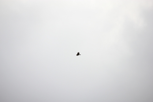 iNaturalist observation photo of Red-tailed Hawk