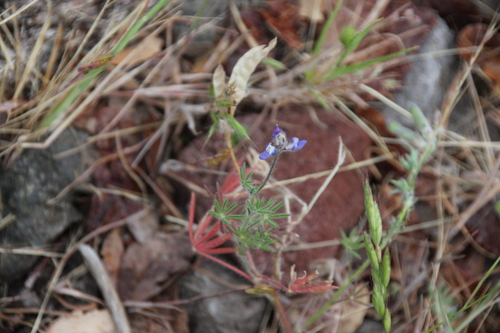 iNaturalist observation photo of lupines