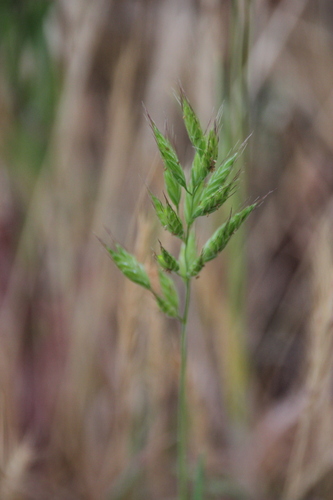 iNaturalist observation photo of common soft brome