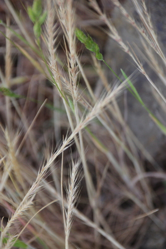 iNaturalist observation photo of Fescues
