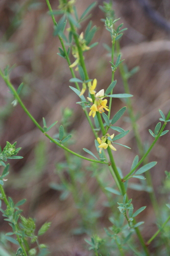 iNaturalist observation photo of deerweed