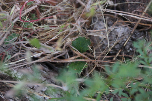 iNaturalist observation photo of blue oak