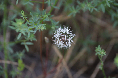 iNaturalist observation photo of silverpuffs
