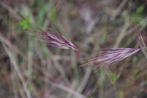 iNaturalist observation photo of bromes
