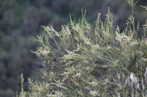 iNaturalist observation photo of chamise