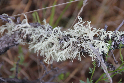 iNaturalist observation photo of oakmoss lichens