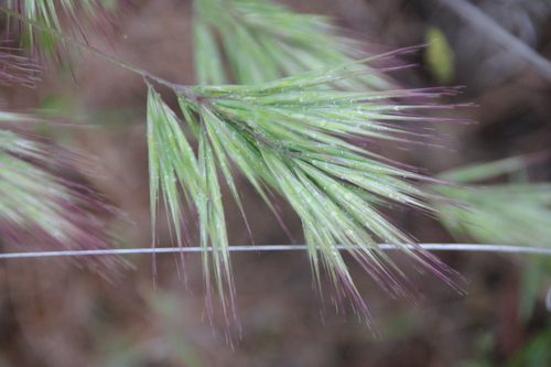 iNaturalist observation photo of bromes