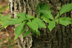 Quercus crispula