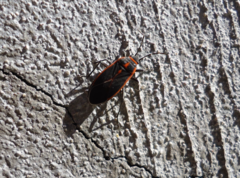 Melacoryphus circumlitus