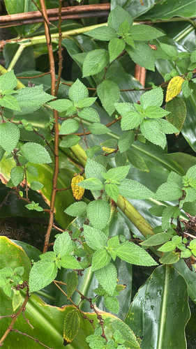 Phenax hirtus observed 2026-04-13