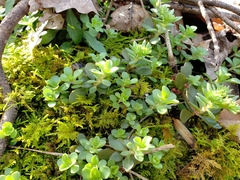 Sedum ternatum