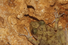 Craugastor yucatanensis