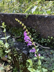 Scutellaria barbata