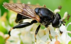 Chalcosyrphus inarmatus