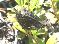 Erynnis persius borealis