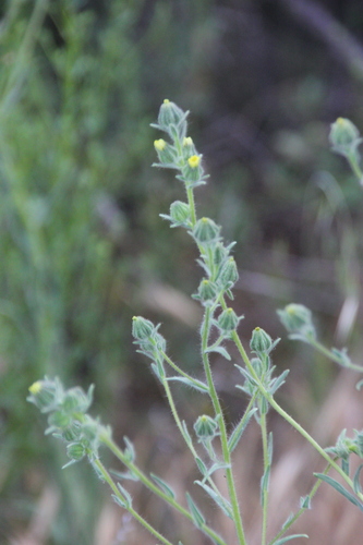 iNaturalist observation photo of tarweeds