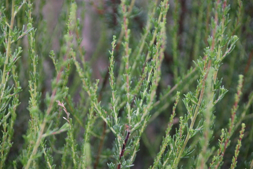 iNaturalist observation photo of chamise