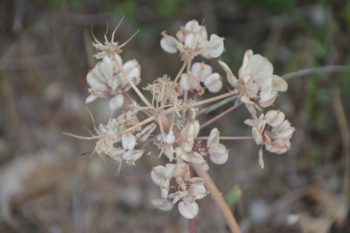 iNaturalist observation photo of Biscuitroots