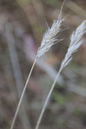 iNaturalist observation photo of grasses