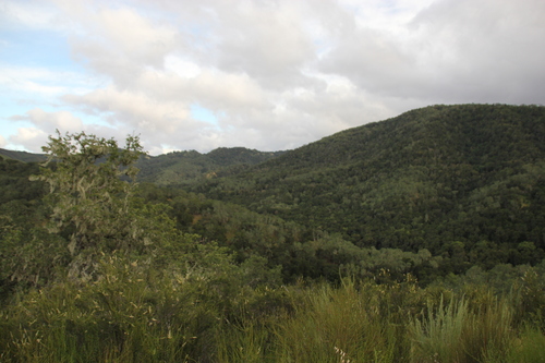 iNaturalist observation photo of blue oak