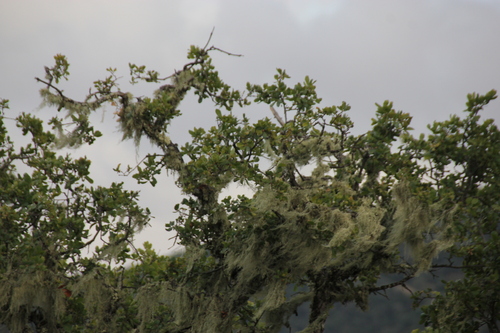 iNaturalist observation photo of lace lichen