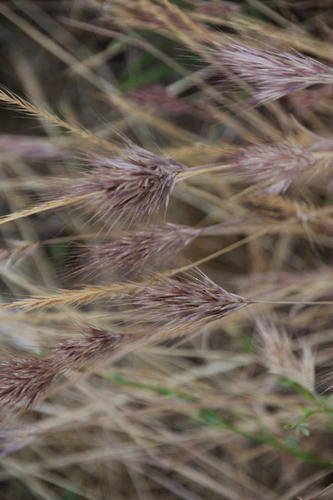 iNaturalist observation photo of Red Brome