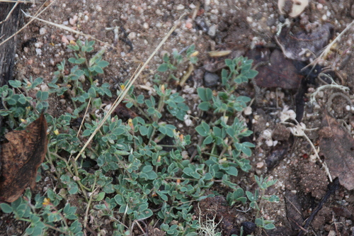 iNaturalist observation photo of deervetch