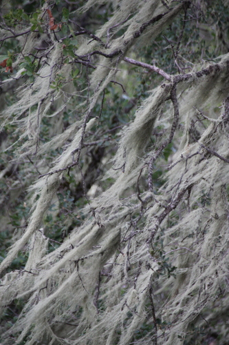 iNaturalist observation photo of lace lichen