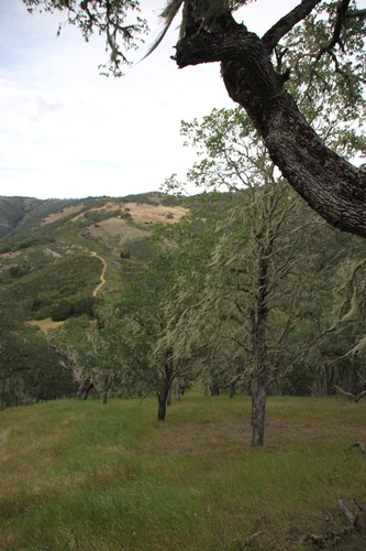 iNaturalist observation photo of blue oak