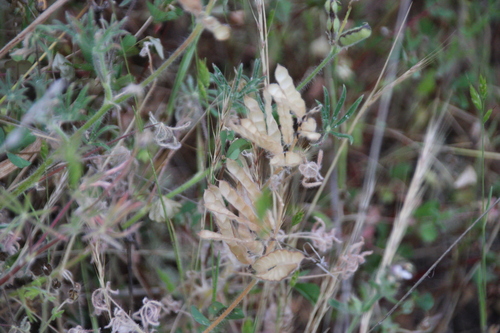 iNaturalist observation photo of lupines