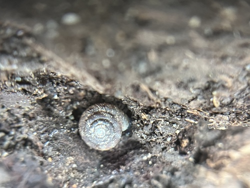 Gonyodiscus rotundatus