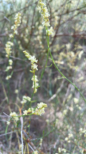 Tangled Lignum