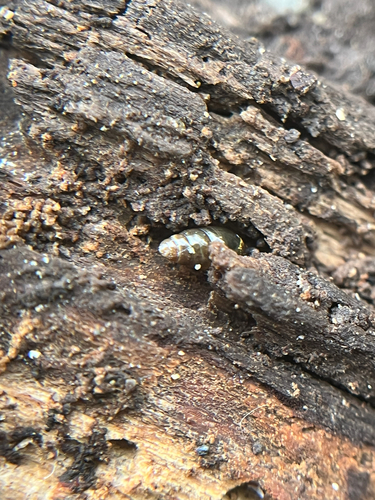 Cochlicopa lubrica