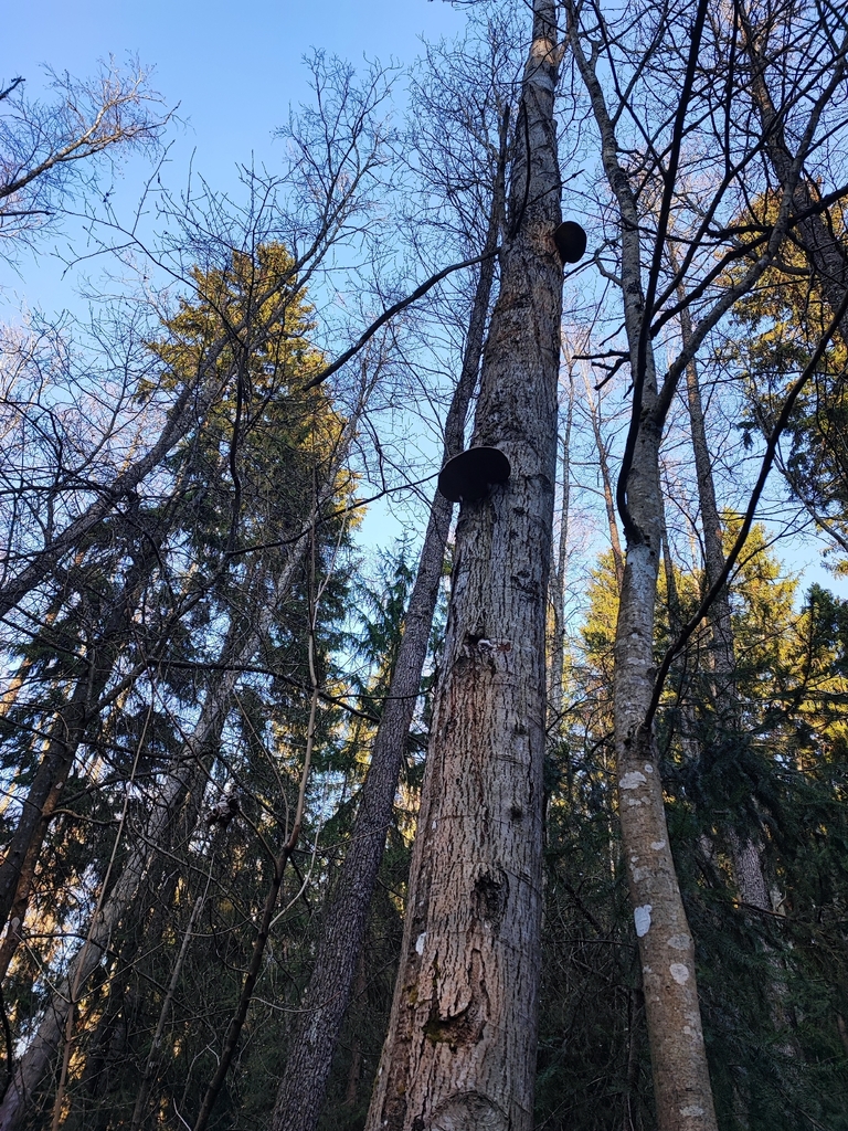 Phellinus populicola