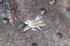 Eupodoidea