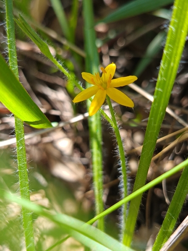 Hypoxis hygrometrica, photograph 1