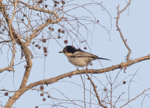 Northern Puffback (Dryoscopus gambensis)
