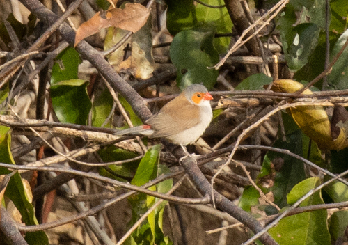 Orange-cheeked Waxbill (Estrilda melpoda), photo 10