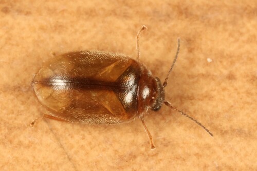 Meacle Insect Observations by mistycal · iNaturalist