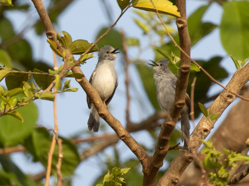 Red-winged Grey Warbler (Drymocichla incana), photo 5