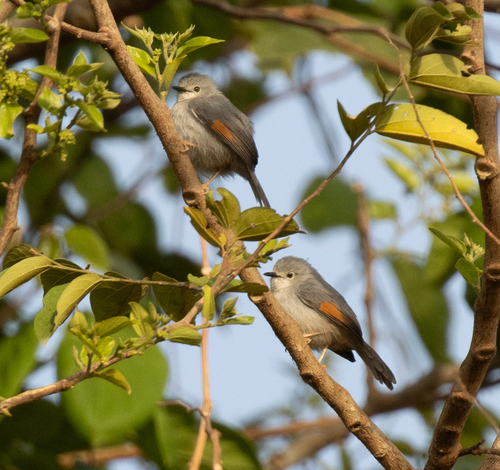 Red-winged Grey Warbler (Drymocichla incana), photo 4