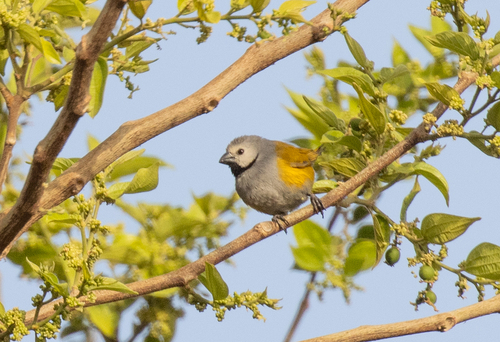 Grey-headed Oliveback (Delacourella capistrata), photo 2