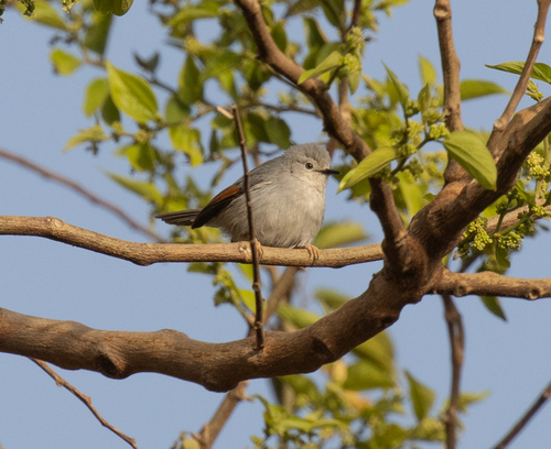 Red-winged Grey Warbler (Drymocichla incana), photo 3