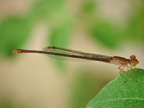 Ceriagrion praetermissum