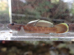 Rhinogobius brunneus