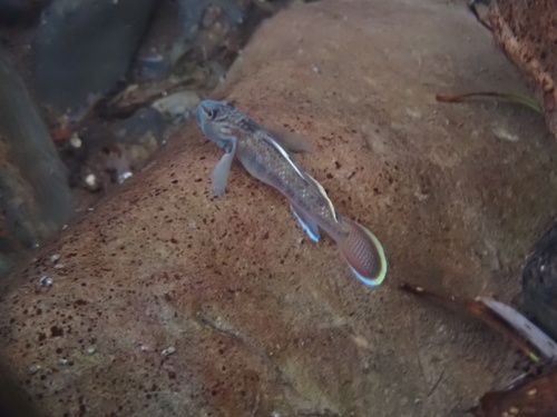Bruine riviergrondel (Rhinogobius brunneus) — Gobiidae — 4