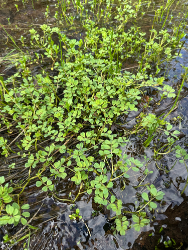 Hosackia pinnata, photograph 6